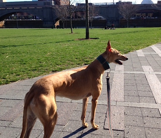 Frugal Hound Costs $930.35 Annually