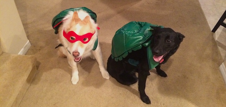 Frugal Hound Sniffs: Gen Y Finance Guy