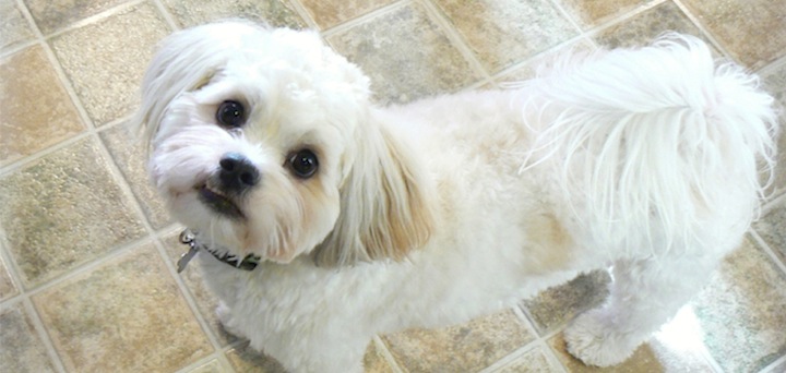 Frugal Hound Sniffs: How Do The Jones Do It