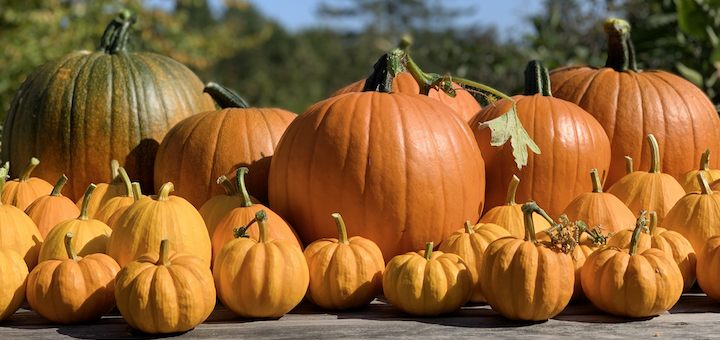 This Month On The Homestead: Pumpkins! Need I Say More?