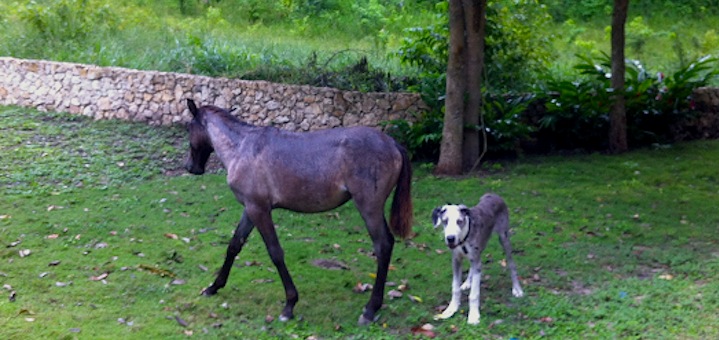 Frugal Hound Sniffs: Reach Financial Independence